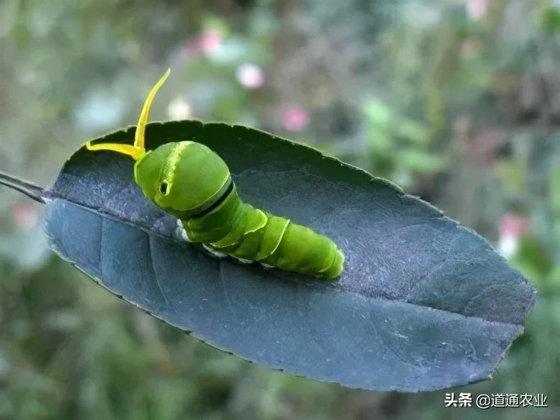 五,尺蠖类危害柑橘的尺蠖有7种,其中以油桐尺蠖危害最大.