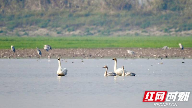 岳阳湘阴:3万只候鸟翩翩飞抵横岭湖_自然保护区_洞庭湖_白鹤