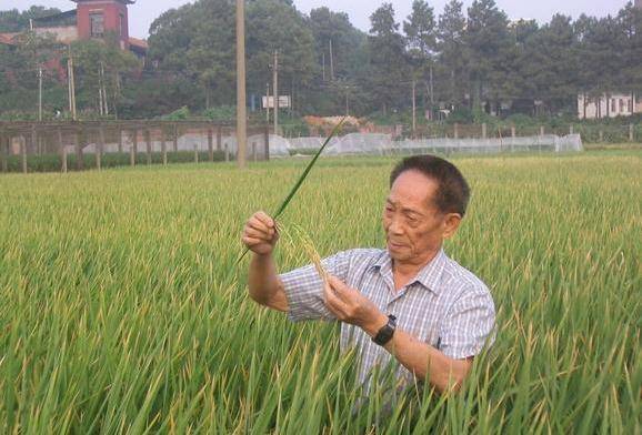 让袁隆平赶紧离开,可是一门心思在杂交水稻研究上的袁隆平指着稻种说