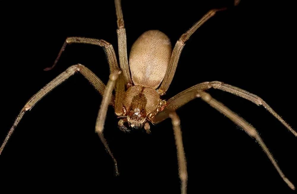 它也是我国境内为数不多的刺客蛛,由于这类蜘蛛喜欢躲藏在阴暗的角落