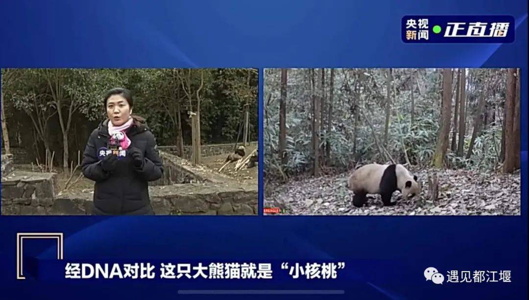 都江堰现我国首次拍摄并确认野化放归大熊猫!_小核桃_龙溪_研究