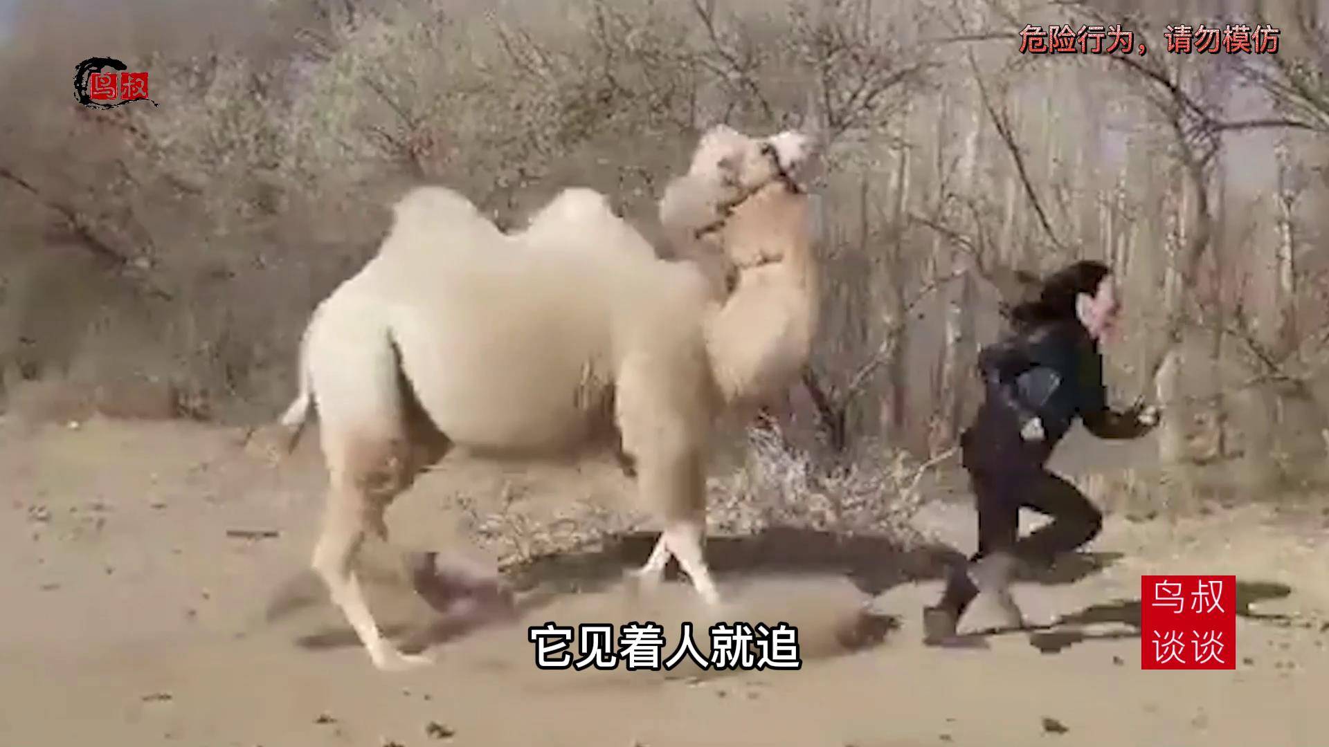 原创为争夺配偶开战发情的骆驼你看有多疯狂一招比一招杀伤力大
