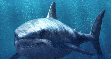 世界上最危险的鲨鱼王,海洋之中无可匹敌_活动_海豹_水域