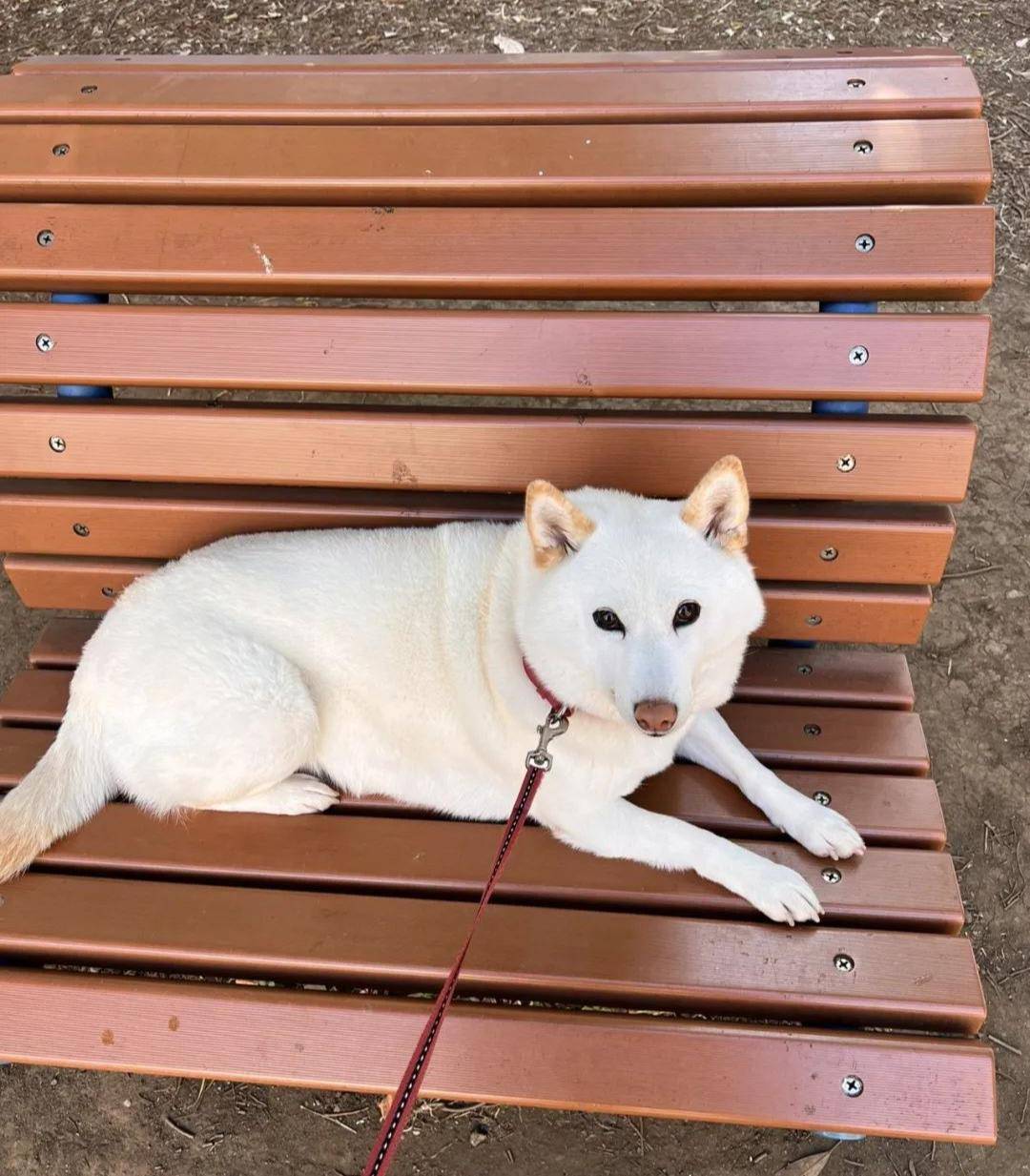 柴犬看到主人回来贴窗怒瞪,想刀一个人的眼神果然藏不住_丘比_网友
