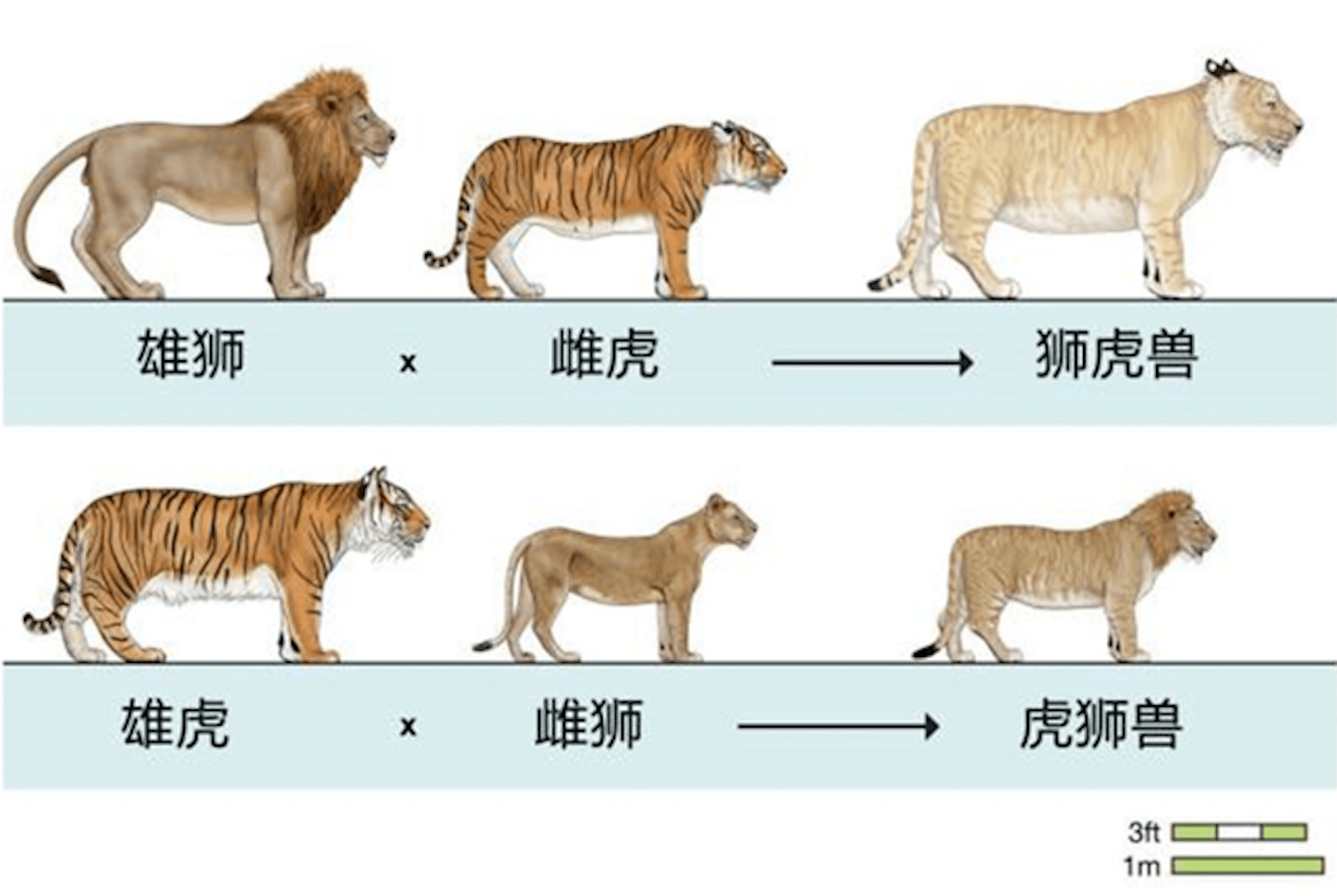 (狮虎兽和虎狮兽)同样的脆弱命运,出现在了很多种杂交动物身上.