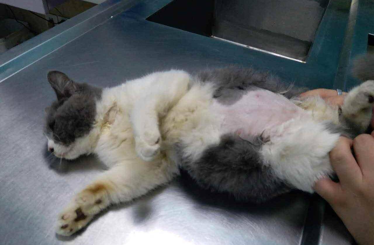 猫腹水:千万别搞混了腹水和胀气_猫咪_疾病_治疗
