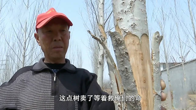 河北灵寿村发生了一件让人气愤的事情,一老人谷大爷家的300棵杨树被人