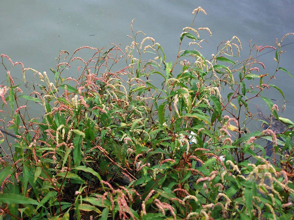 水蓼是廖科蓼属一年生草本植物,它在我国分布很广,几乎遍及全国各个