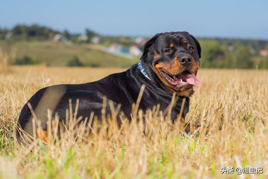 世界上十大最危险的犬种_威纳_攻击_儿童