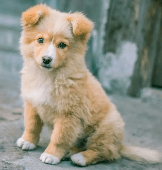 纯正的"中华田园犬"是什么样?
