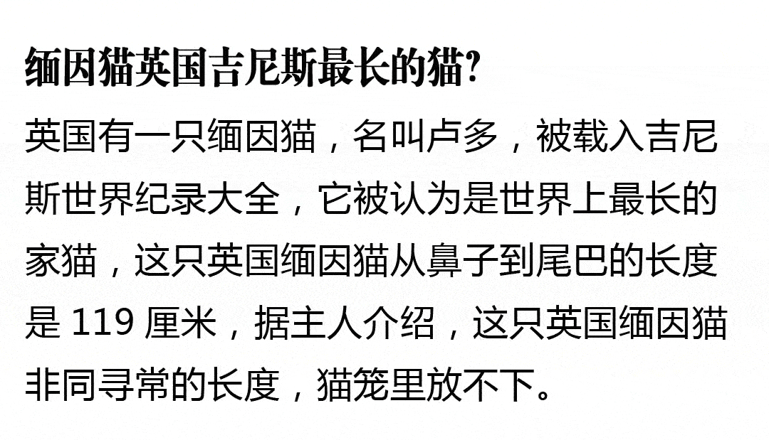 银渐层和缅因猫的串?出售纯种缅因猫?缅因猫的十大忠告?缅因猫遛猫?