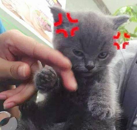 小奶猫被剪指甲,瞬间小宇宙爆发,一脸"萌凶"_猫咪_大爷_沙发