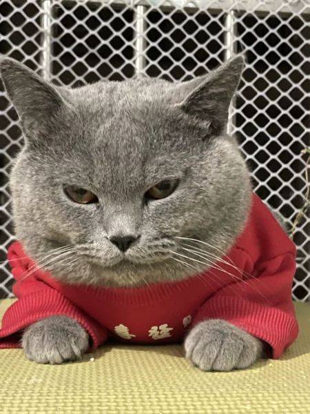 华为性价比高的手机论坛
:性价比高的拌猫粮神器，拌猫粮冻干
