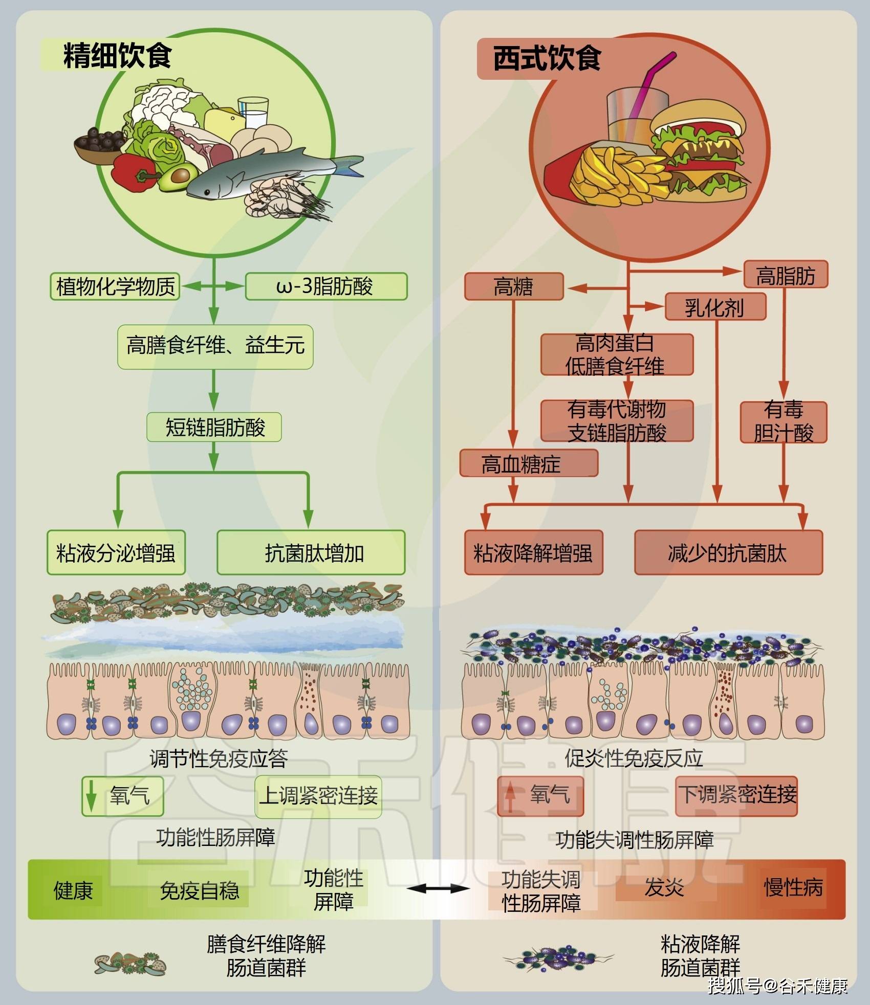 体育熬炼与饮食相连系：调理肠道菌群来预防治疗代谢性疾病