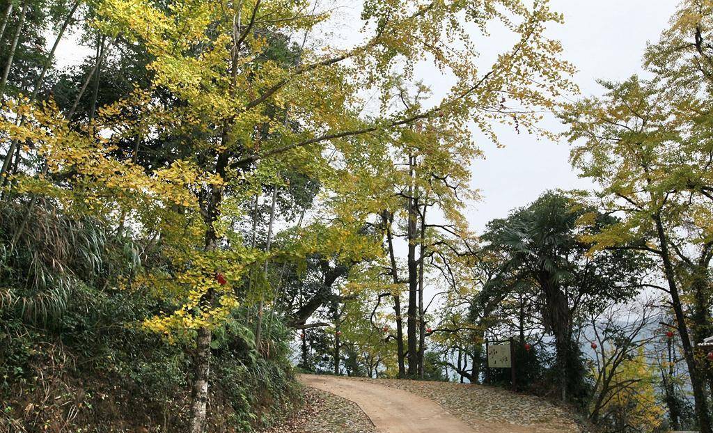 无需打飞到省外赏银杏，福建那里有绝美银杏林，就在顺昌