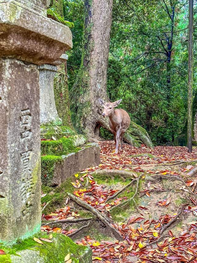 日本奈良东大寺，全世界现存更大的木构建筑，1200年的唐风遗韵