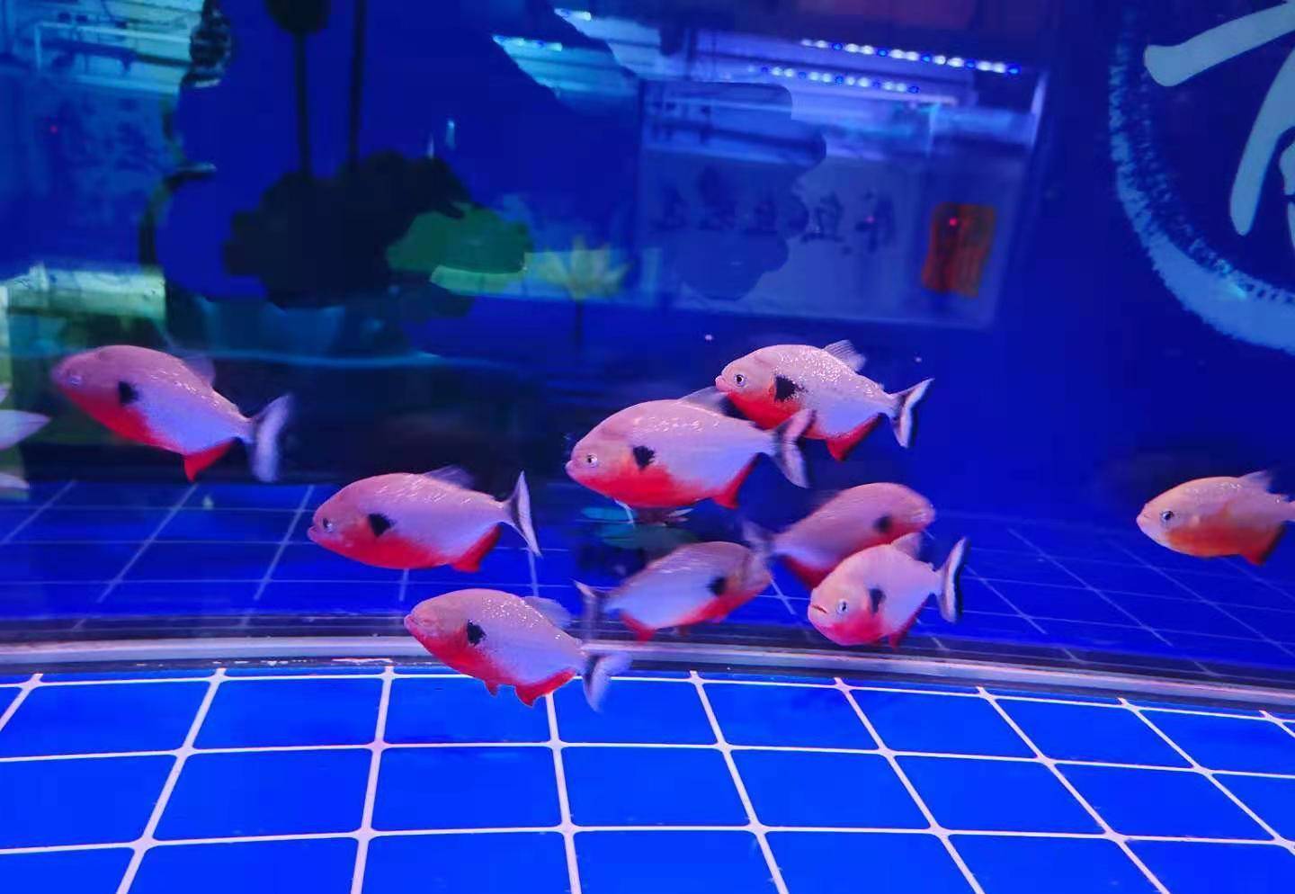 市场上那种底滤免换水的鱼缸怎么样,是不是实的能够不消换水? 市场上那种底滤免换水的鱼缸怎么样,是不是实的能够不消换水?