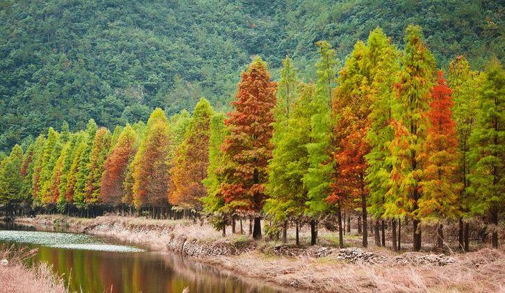 藏在浙山河涧处，有个世外桃源，满眼梦幻红杉林，而且鲜为人识！