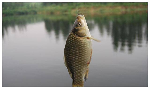 拉饵钓鲫鱼要称饵重，详解墨清巨匠的垂钓思绪，新手值得一学