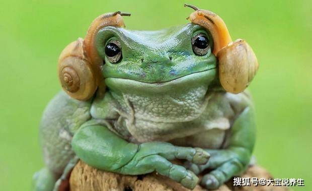 2只蜗牛爬上青蛙的头，一看认为公主头！网友们再次掀起修图大战