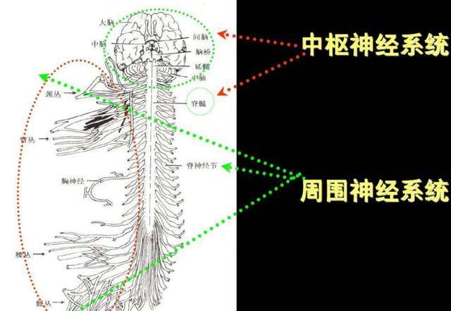 从科学角度阐发，冻死和热死，哪一种更好受一些？