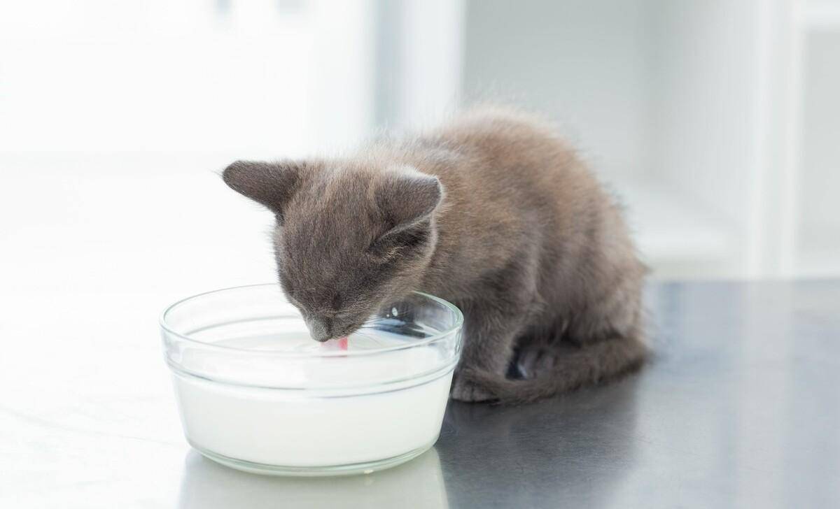 猫喝牛奶好吗？它对猫来说是安康的食物吗？哪款牛奶喝得更安心？