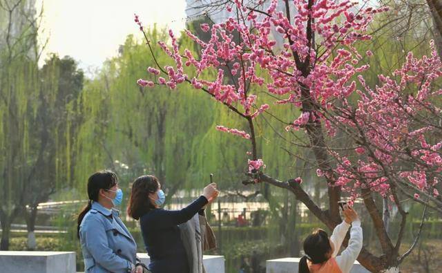 实香！西安地标换上“花衣裳”