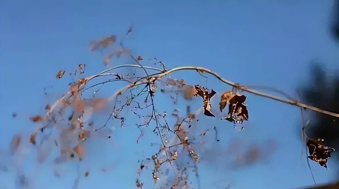 女教师生下强暴者的孩子，又将其灭顶，讲述激情立功下的人伦悲剧