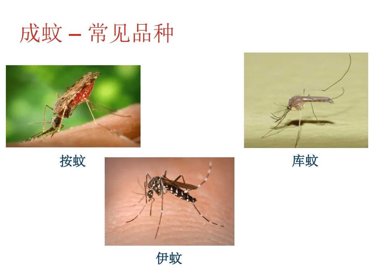 提议全面覆灭蚊子？蚊子在地球上有啥用？假设灭绝，会有何影响？