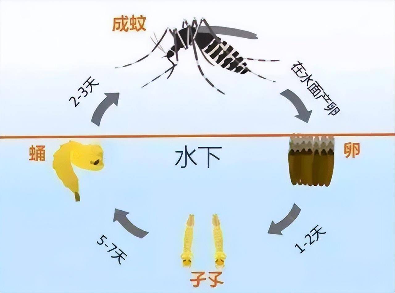 提议全面覆灭蚊子？蚊子在地球上有啥用？假设灭绝，会有何影响？