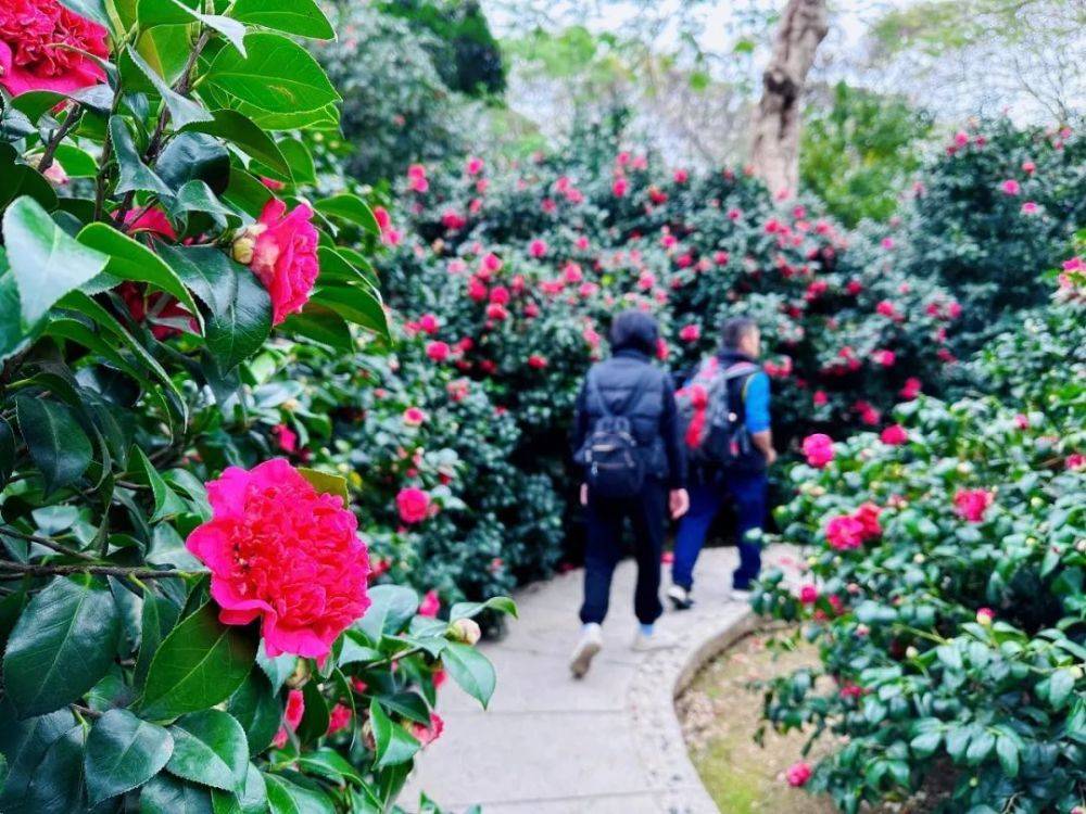 南海芳菲，已入佳期！各色花海打卡指南