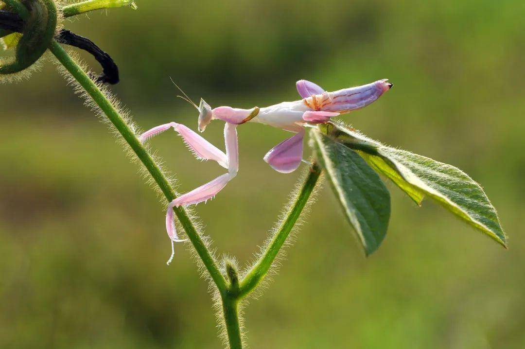 “假装巨匠”、比花还都雅……那种虫豸，我猜你必定没见过！