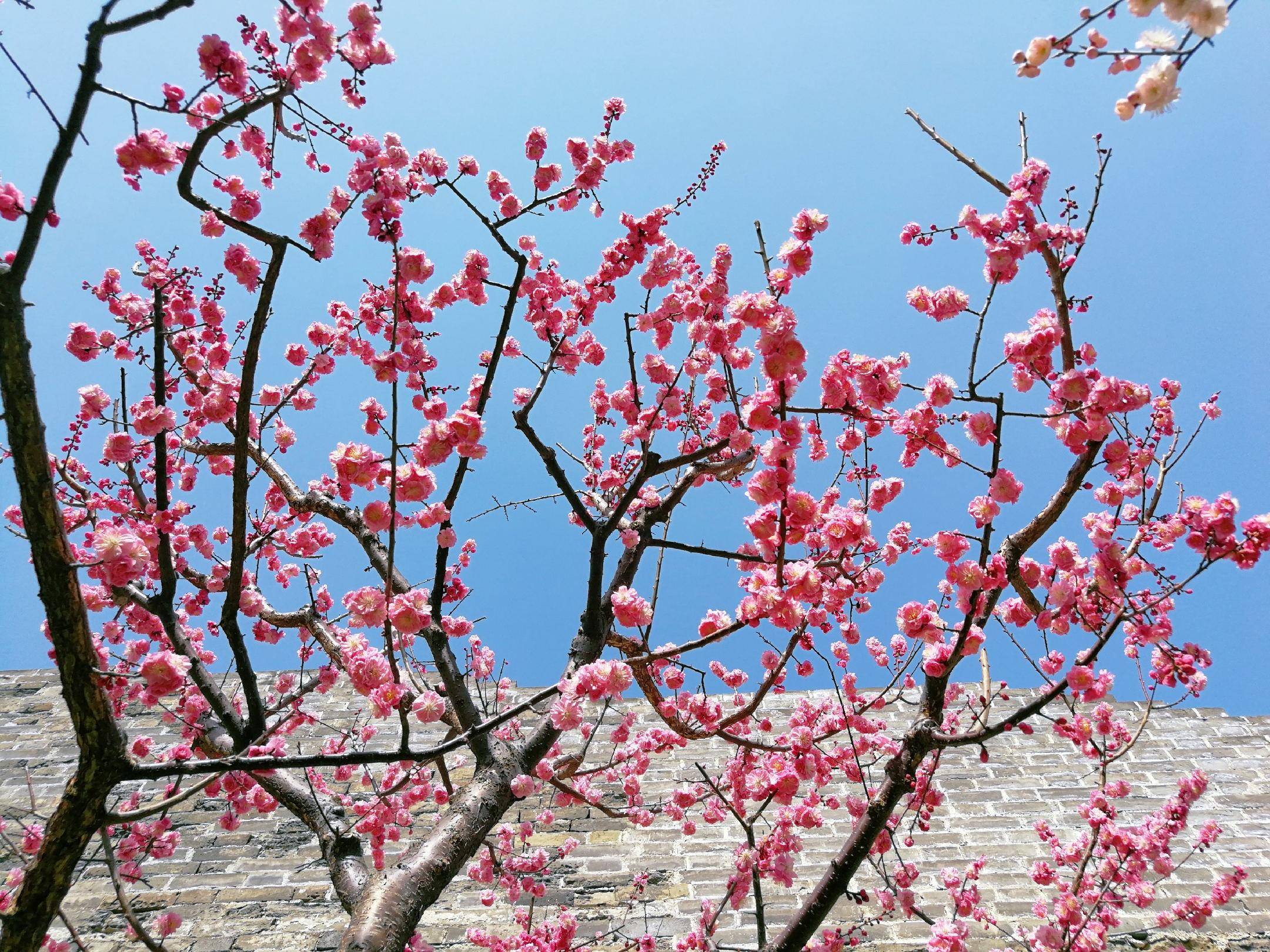 春日赏花图鉴，北京那片梅花即将盛开，就在二环里