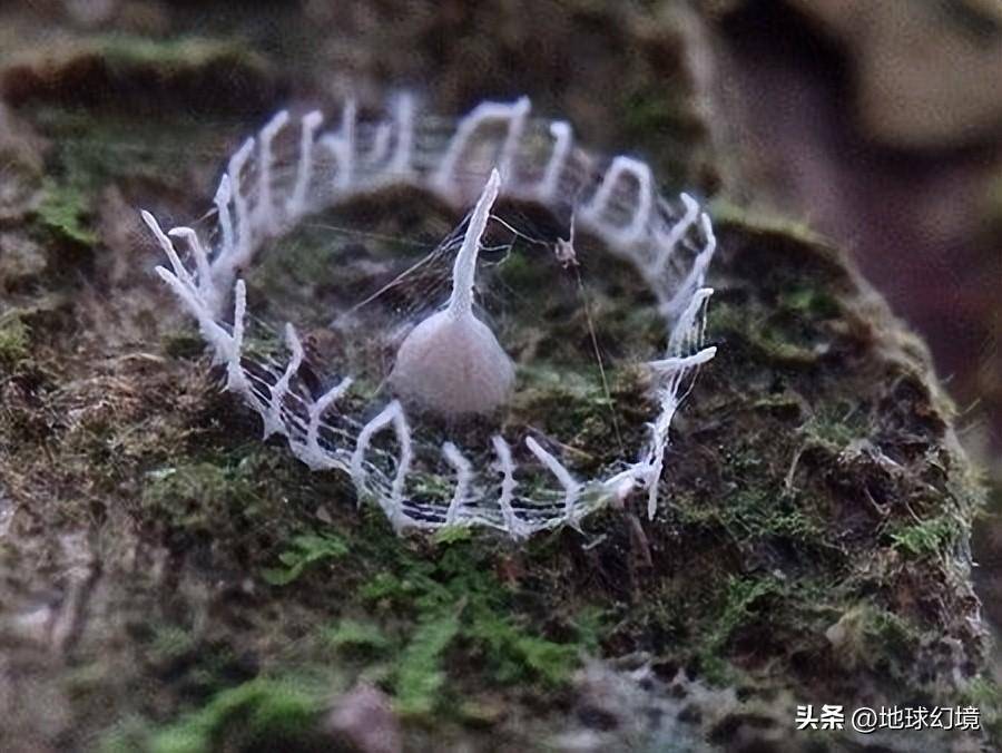 世界罕见生物_苏泊罕大草原有湖吗_世间罕有生物