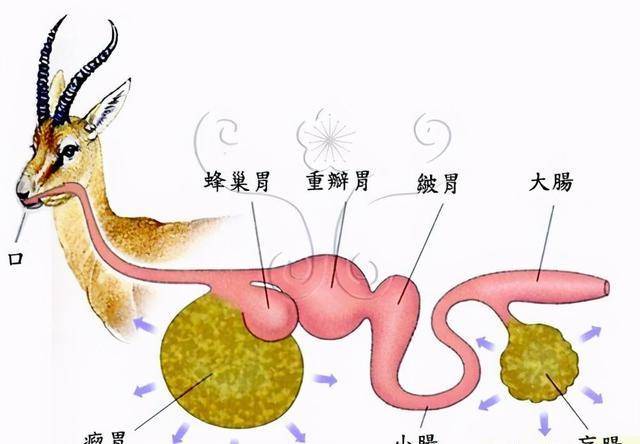 大熊猫生成就是吃竹子的吗？他们的“绝技”从何而来？