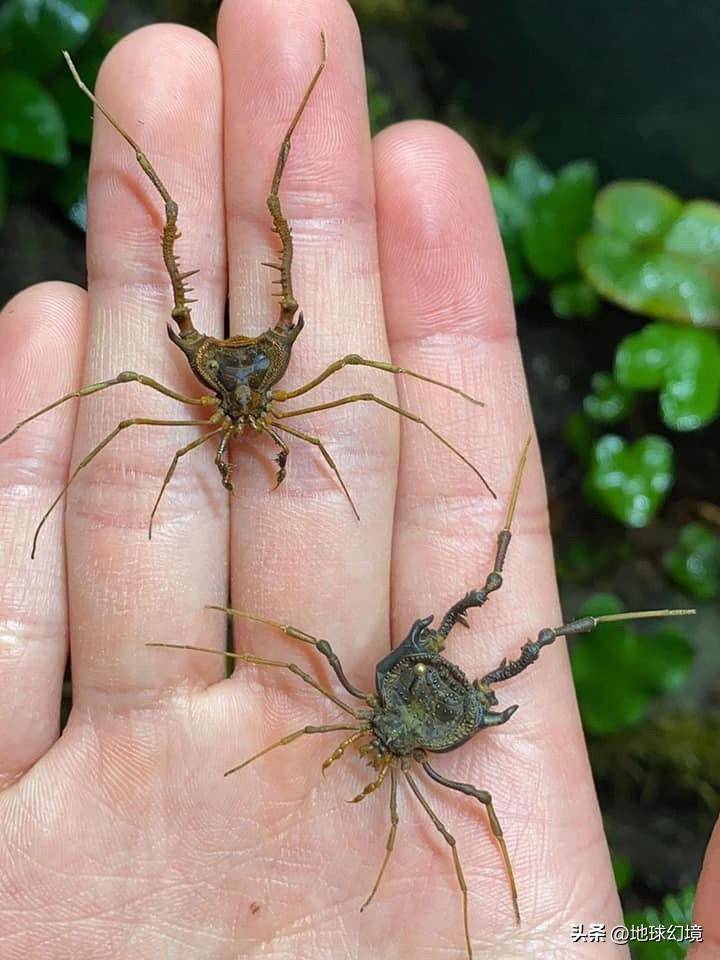 世间罕有生物_苏泊罕大草原有湖吗_世界罕见生物