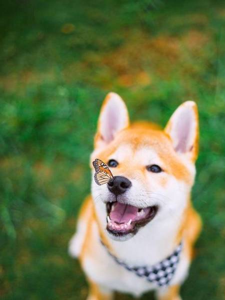 柴犬换牙需要留意什么，柴犬犬舍哪家好，哪里买好，柴犬_宠物