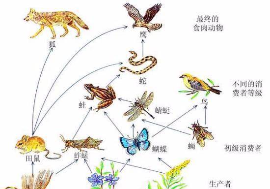 若是人类每年杀死那么多人，若是人类把蚊子都覆灭了会如何？