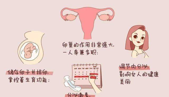 帮助人们发展？女性生育期明明很短，为什么要经历更年期呢？