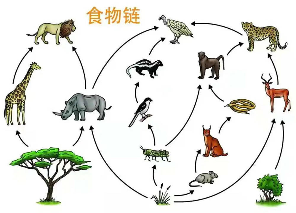 人类为什么不吃食肉动物的肉？只吃食草动物的肉，看科学家怎么说