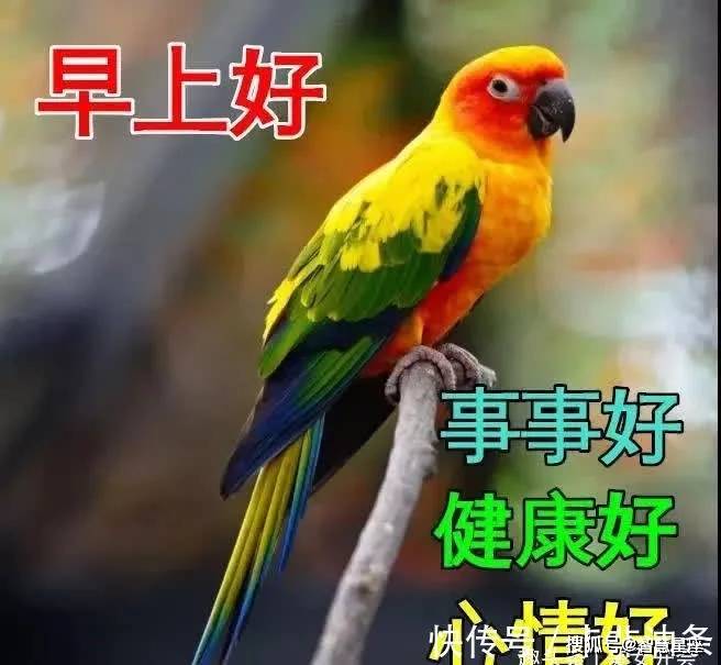 2023年2月6日日曜日群发清晨早上好最新早晨好问候动态图片脸色