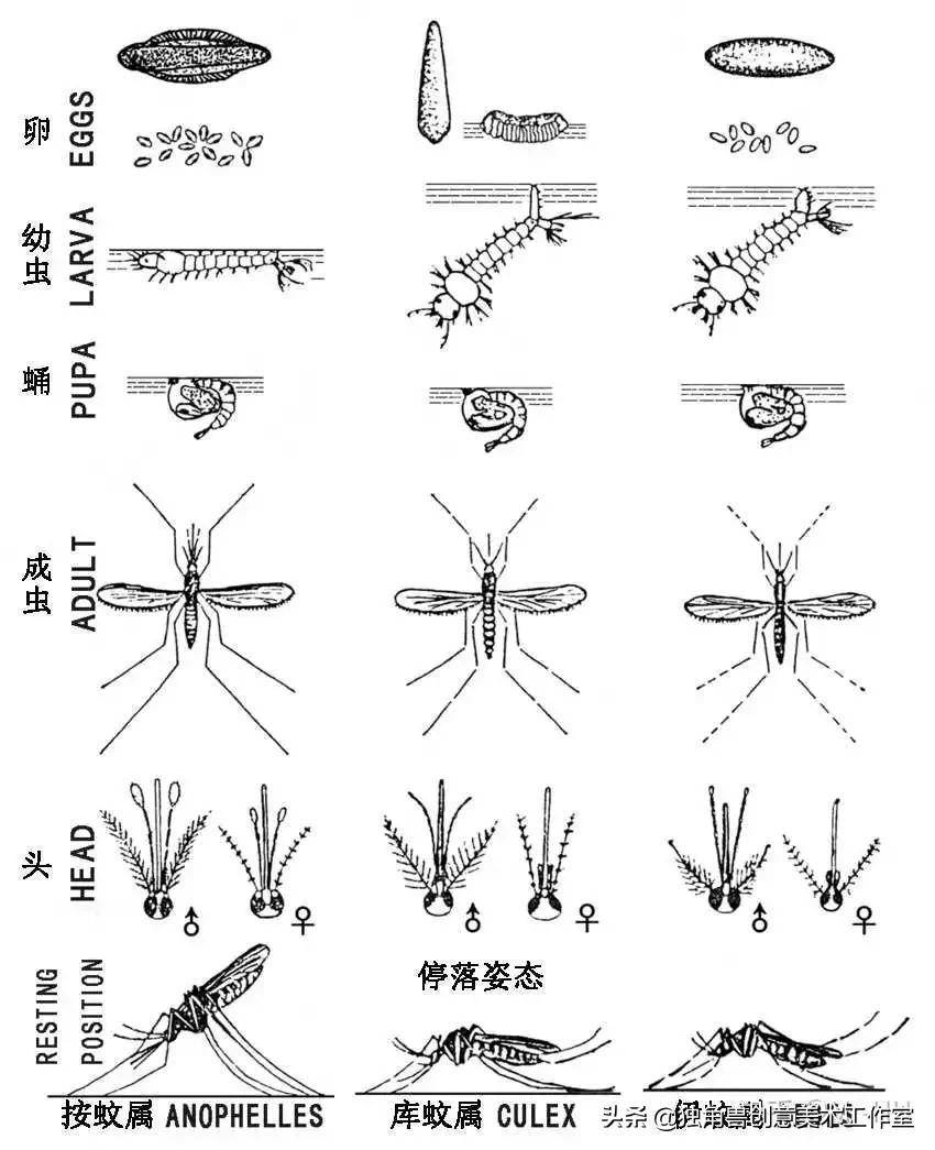 绘画教程 - 驱蚊三剑客