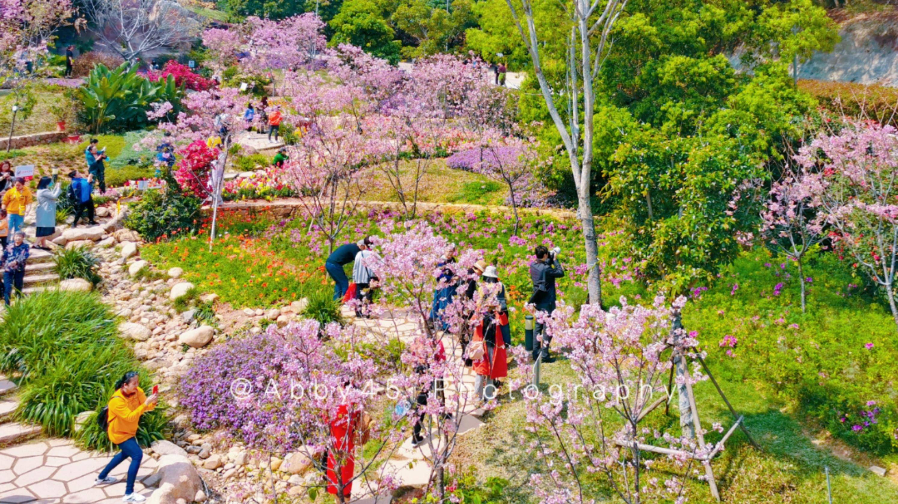 厦门必去的春游地，少不了海上明珠下的樱花谷，漫山遍野繁花似锦