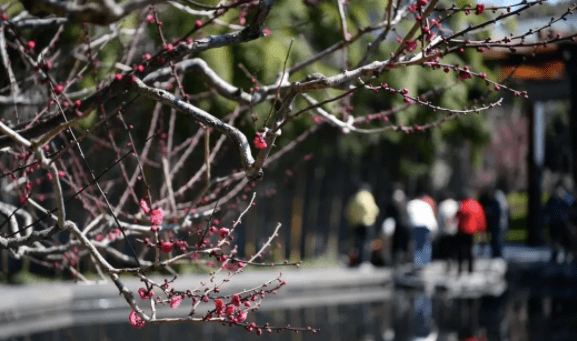 赏梅好去向，带你碰见“梅”景，奔赴2023年第一场花事！