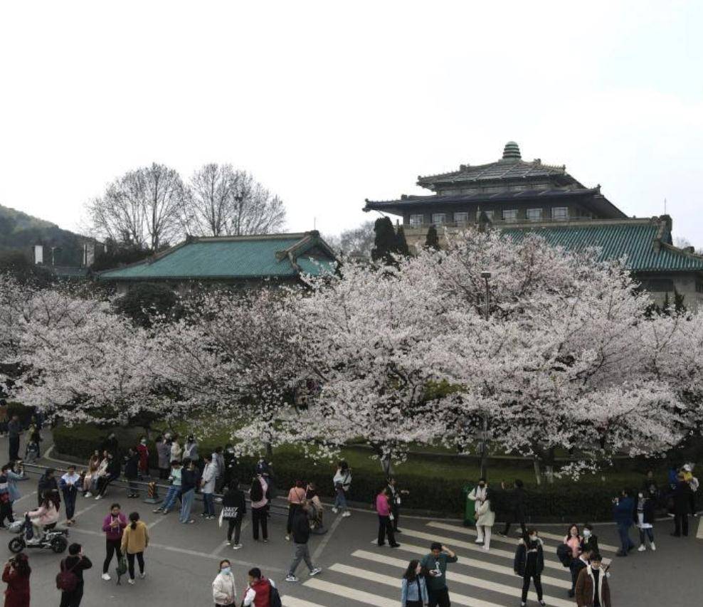 万余名医护人员共赴武汉大学“樱花之约”，共赏樱花，情意浓浓