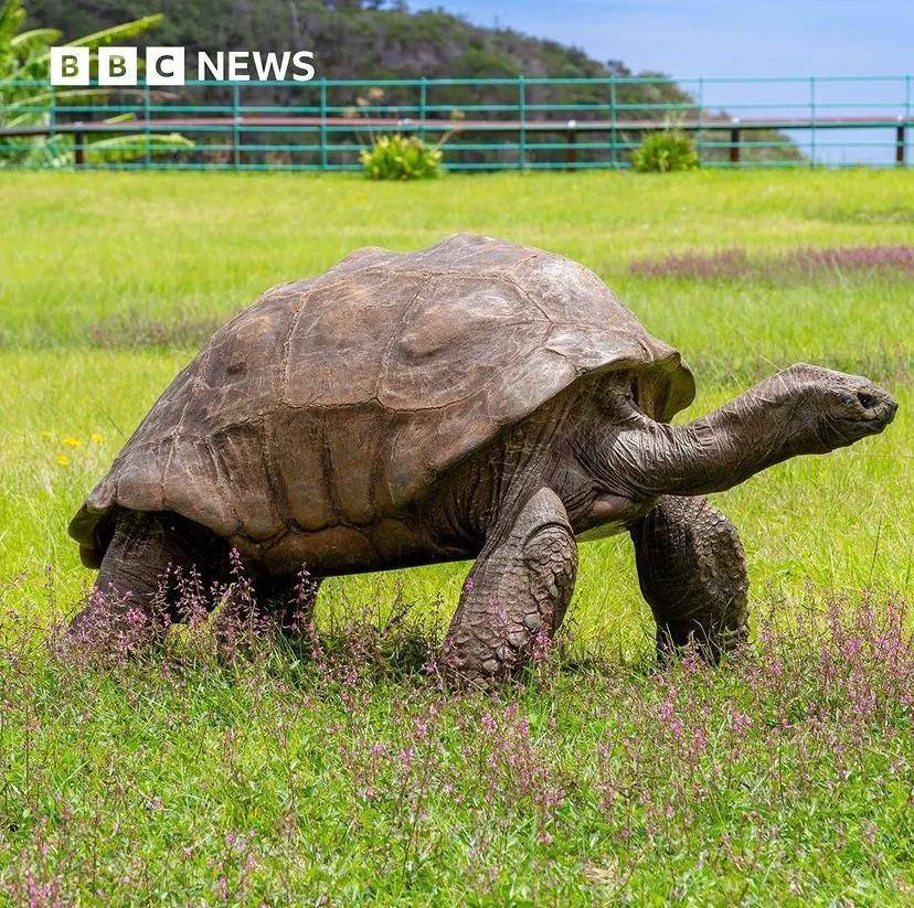 BBC：世界谈球吧体育上最长寿的乌龟度过了它190岁的生日！网友：还有更老的(图2)