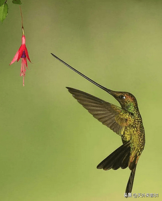 每日一动物：钩嘴铜色蜂鸟「gōu zuǐ tóng sè fēng niǎo」