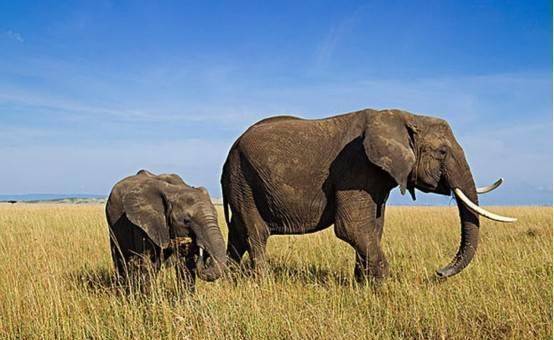 明明是食草动物，为何大象能杀死鳄鱼？它们真的没有天敌吗？