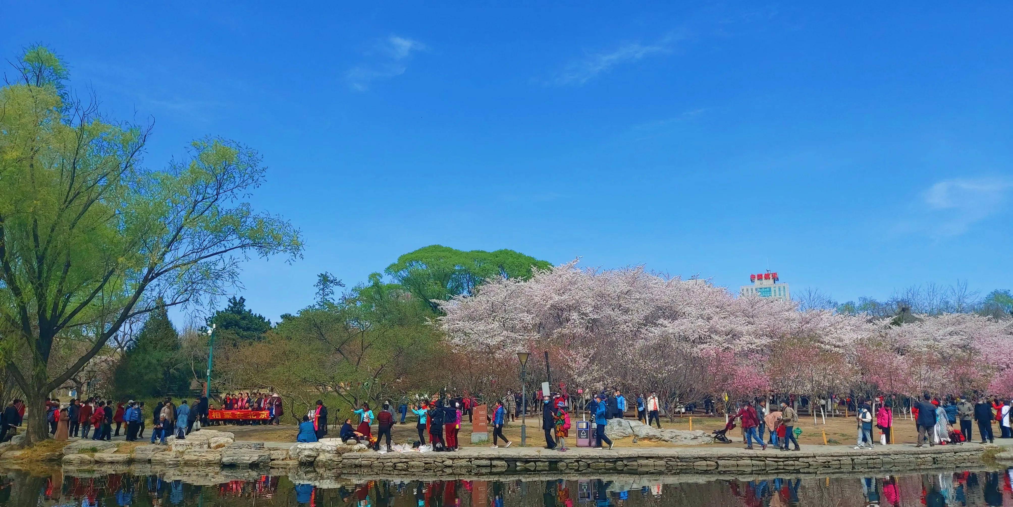 玉渊潭樱花节：水嵋潭幽三千尺，不及樱花送我情