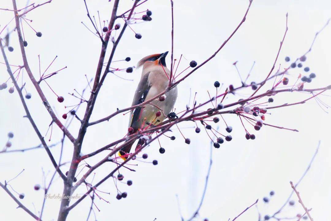 「同江之冬」那群小心爱，很难不心动